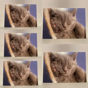 Set di 5 biglietti di auguri con buste, carte regalo, animali, gatti, gattini, creature coccolose, gattini addormentati
