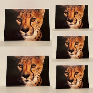 Lot de 5 cartes postales avec enveloppes Wild at Heart Animaux Cartes-cadeaux Guépard