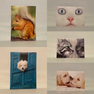 Conjunto de 5 tarjetas de felicitación postales con sobres regalos animal reino perro cachorro gato gato ardilla tarjetas de ardilla