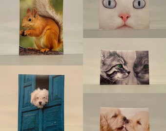 Set of 5 Greetings Card Postcards With Envelopes Gifts Animal Kingdom Dog Puppy Cat Kitten Squirrel Cards