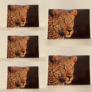 Ensemble de 5 cartes postales de carte de voeux avec des enveloppes sauvages au coeur cartes de cadeaux d’animal léopard