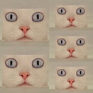 Set di 5 biglietti di auguri con buste, biglietti regalo, gatto dagli occhi azzurri, animale, gattino