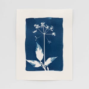 Botanical Cyanotype Art Print, Wildflower Art Print, Botanical Wall Art, One-of-a-kind Original Art, Calm Wall Art, Nature Inspired Art