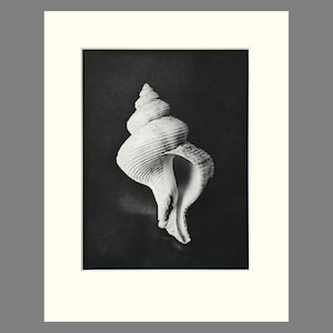 Shell Print, Queen Eugenia's Latiaxis, Black & White Matted Photogravure, Plate 87, 11 x 14 inches image 1