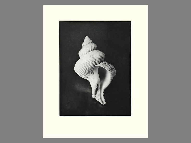 Shell Print, Queen Eugenia's Latiaxis, Black & White Matted Photogravure, Plate 87, 11 x 14 inches image 1