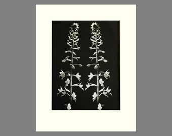 Orchid Print, Matted Black & White Photogravure,  Plate 96, Size 11 x 14