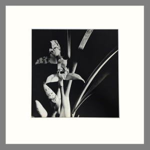 Orchid Print - Matted Black & White Photogravure - Plate 156, Size 16 x 16