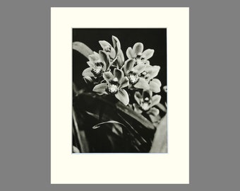 Orchid Print, Cymbidium, Black & White Matted Photogravure, Plate 114, Size 11 x 14