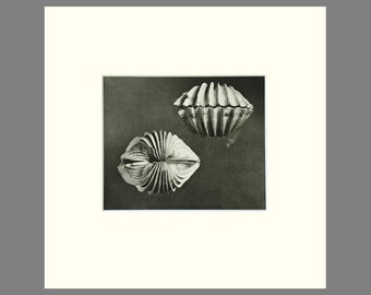 Shell Print, Matted Black & White Photogravure, "Heart Cockle" Plate 174, 14 x 14 Inches