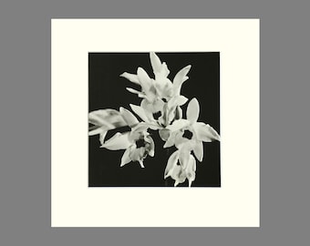 Orchid Print - Matted Black & White Photogravure - Plate 59, Size 16 x 16