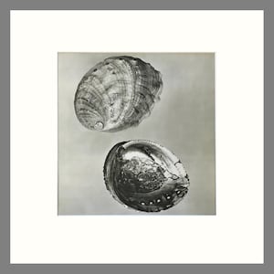 Shell Print, Abalone, Matted Black & White Photogravure, Plate 2, 16 x 16 Inches