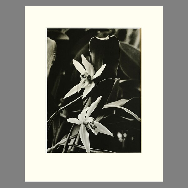 Orchid Print, Matted Black & White Photogravure,  Plate 32, Size 11 x 14