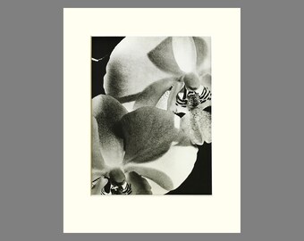 Orchid Print, Matted Black & White Photogravure - Plate 198, Size 11 x 14