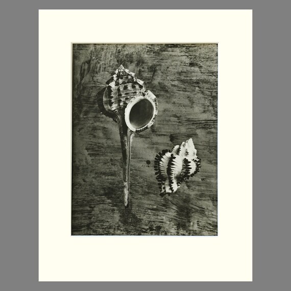 Archivally Matted 11 x 14 inches Plate 96 Vintage Black & White Shell Photogravure Print Thorn Latirus