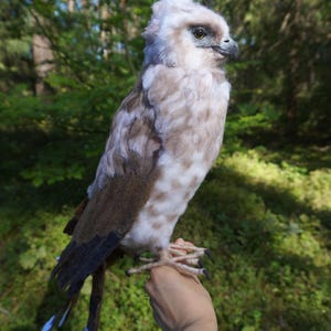 Puede incluir: Una mano sosteniendo un pájaro de peluche marrón y blanco con una cola larga. El pájaro tiene una cabeza esponjosa y un pico afilado. El fondo es un bosque verde borroso.