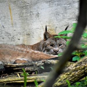 Canadian Lynx - Digital Photo