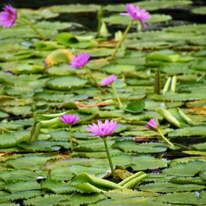 Water Lilies - Digital Photo