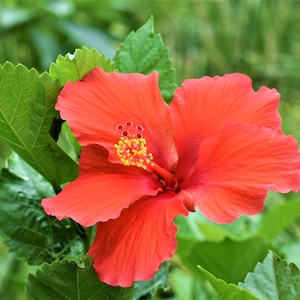 Collection of Hibiscus Photographs