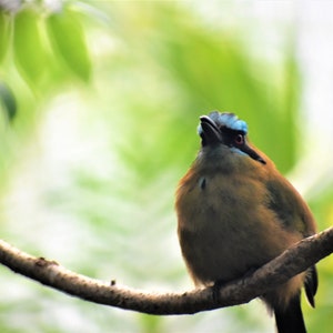 Resting Bird - Digital Photo