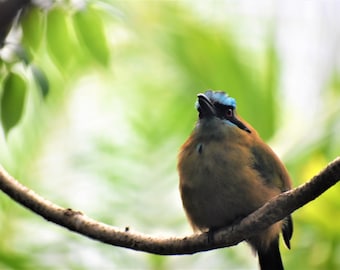 Resting Bird - Digital Photo