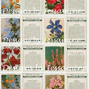 Op de afbeelding: Een verzameling vintage verzamelkaarten met illustraties van verschillende bloeiende struiken. Elke kaart bevat de naam van de struik, een beschrijving van zijn kenmerken en een kleine illustratie van de plant.