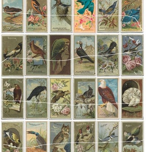OISEAUX D'AMÉRIQUE - Cartes pour cigarettes