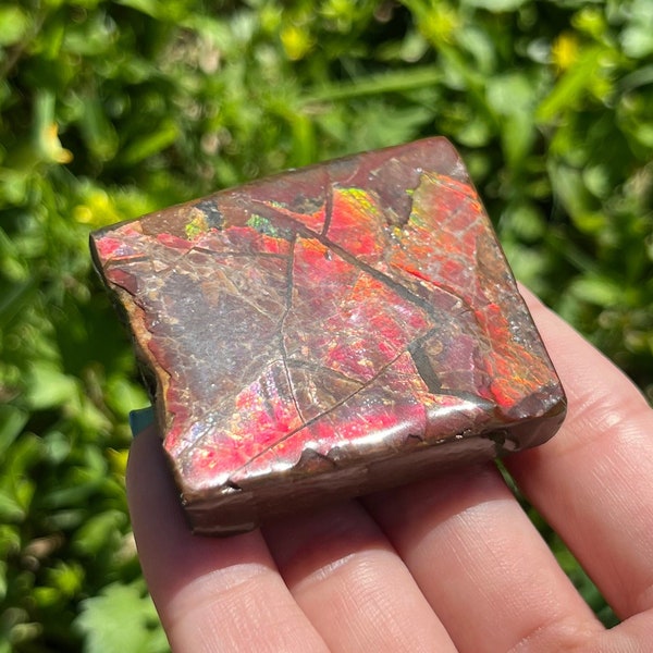 Ammolite from Canada