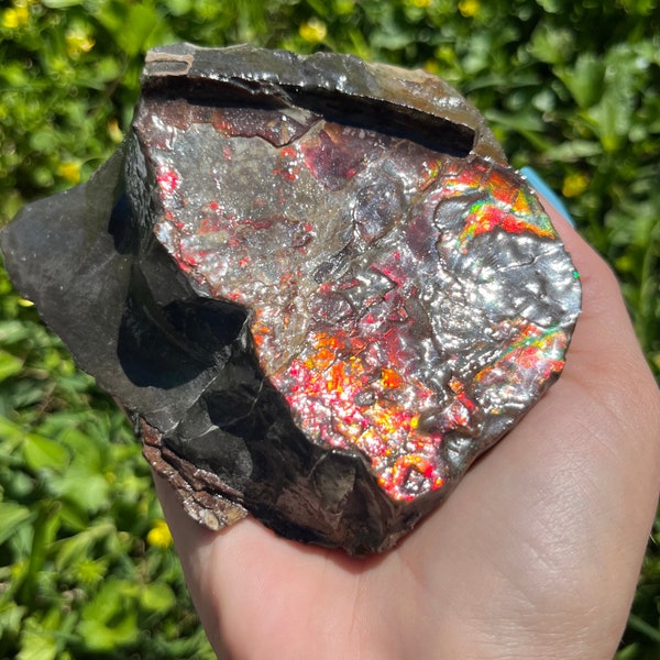 Ammolite from Canada