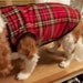 see more listings in the Dog coats  section