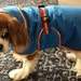 see more listings in the Dog coats  section