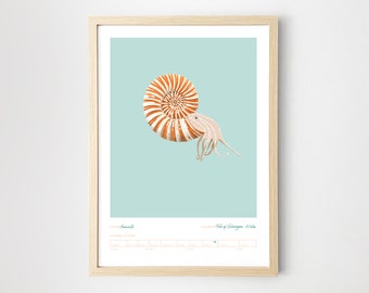 Ammonite fossil poster - A4 unframed