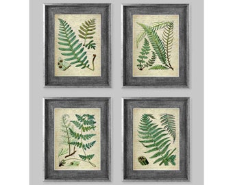 Set of 4 Vintage Victorian Style Fern Plants Botanical Art Prints Green Beige Golden Vintage Script Traditional Fern Leaf Wall Art Prints #1