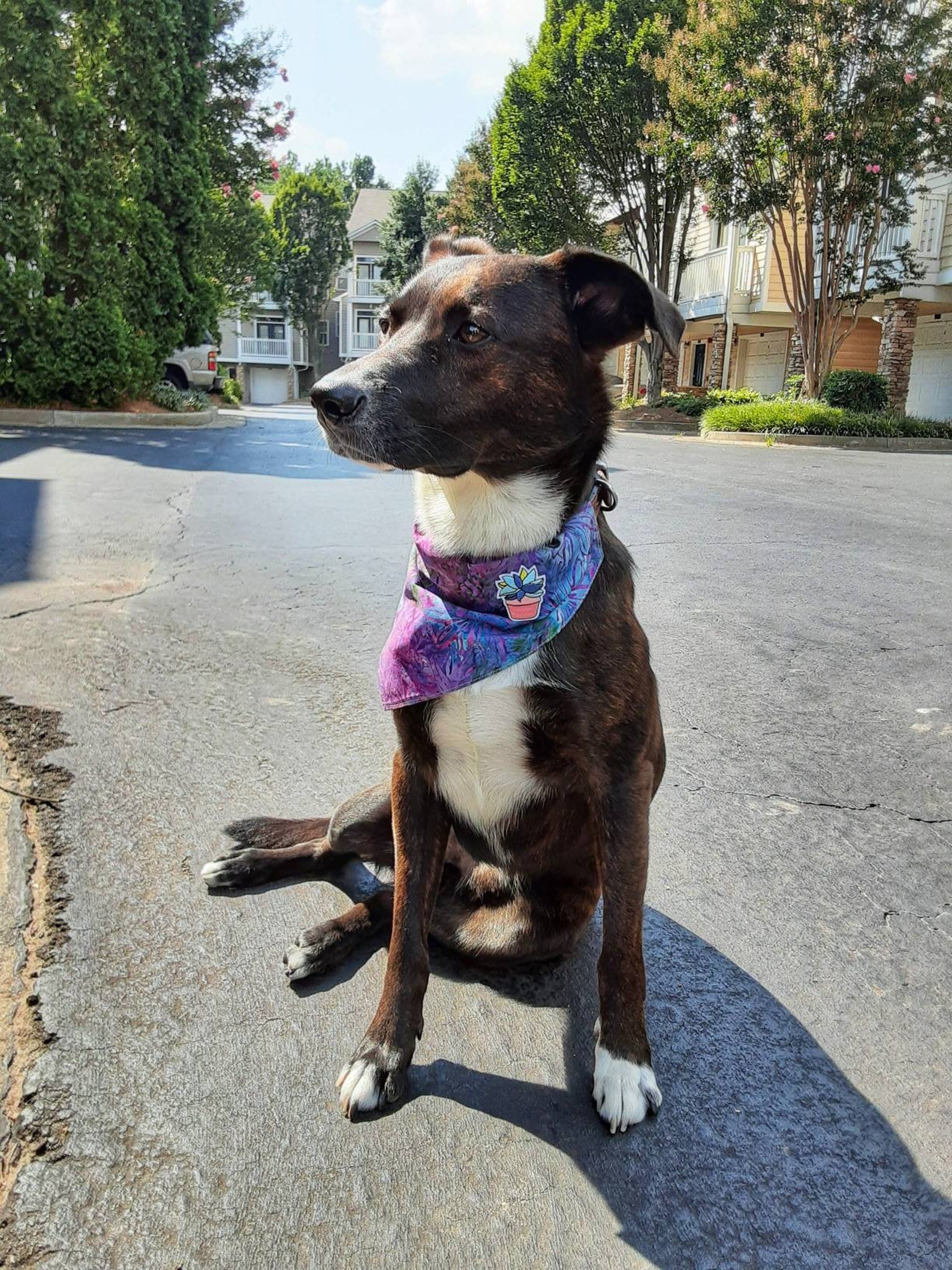 ISLAND DOG BANDANA Slip on Dog Bandana New Puppy Gift | Etsy