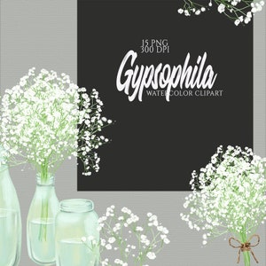 May include: Watercolor clipart of white gypsophila flowers in glass jars. The image includes 15 PNG files at 300 DPI. The text "Gypsophila Watercolor Clipart" is included in the image.