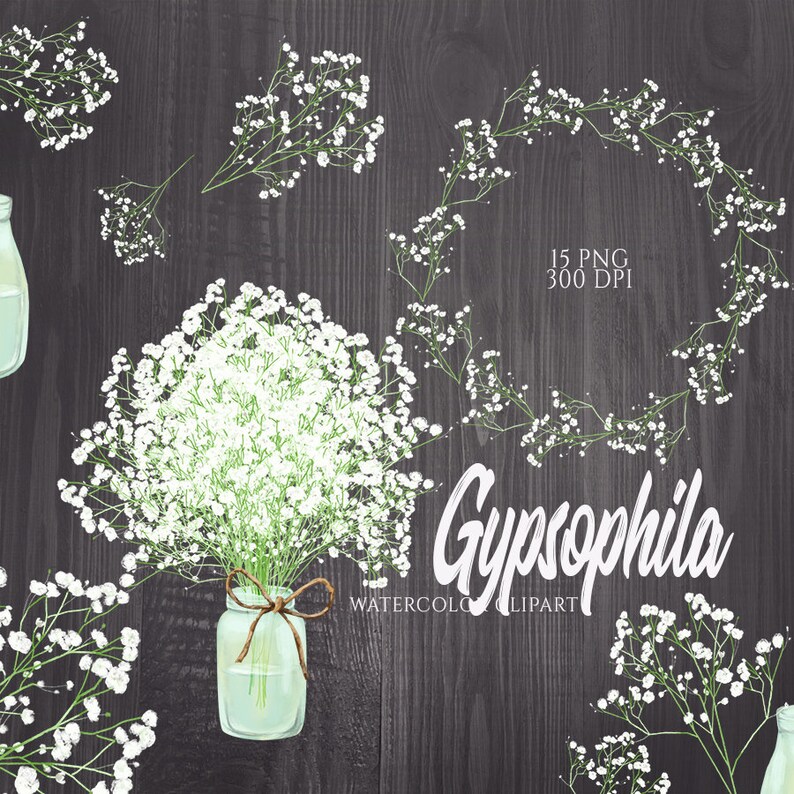 May include: Watercolor clipart of white gypsophila flowers in a glass jar with a brown twine bow. The flowers are arranged in a bouquet and are surrounded by a dark wood background. The text "Gypsophila" is written in a stylized font below the flowers.
