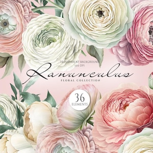 Clipart ranuncolo, Clipart fiori boho, Elementi floreali primaverili, Elegante fiore boho, Clipart peonie rosa, Fiori bianchi acquerellati