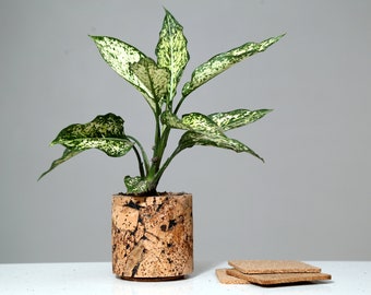 Cork Natural Planters, Cork Planters, Desktop Planters, Cork Plant Decor, Sustainable Gifting, Anniversary Gifting,
