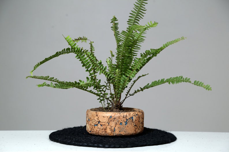 Cork Tabletop Planter, Cork Round Planter, Cork Plant Decor, Indoor