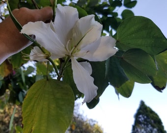 White Orchid Tree Etsy