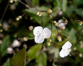 Bridal Veil Plant Etsy Bridal Veil Plant Etsy