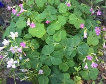 Wood Sorrel Etsy