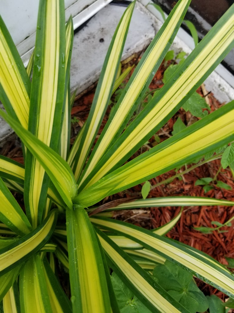 Variegated Dwarf Pandanus Plant Etsy