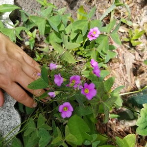May include: A close-up of a cluster of pink flowers with five petals each, surrounded by green clover-like leaves.