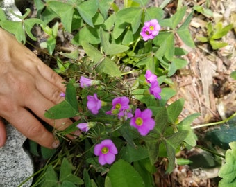 No CA West Indian Wood Sorrel Oxalis Intermedia False Shamrock Small Bulbs Corms