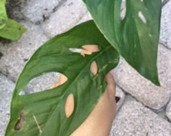 NO California Swiss Cheese Window Leaf Split Leaf Philodendron MONSTERA ADANSONII