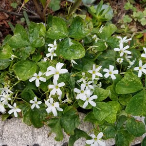 May include: A close-up of a patch of white shamrock flowers with green leaves. The flowers are in bloom and have a delicate appearance.