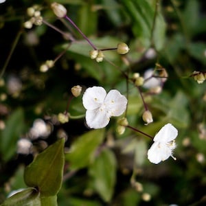 May include: A close-up of white flowers with delicate petals and yellow centers, growing on a green leafy plant. The flowers are blooming in a natural setting.