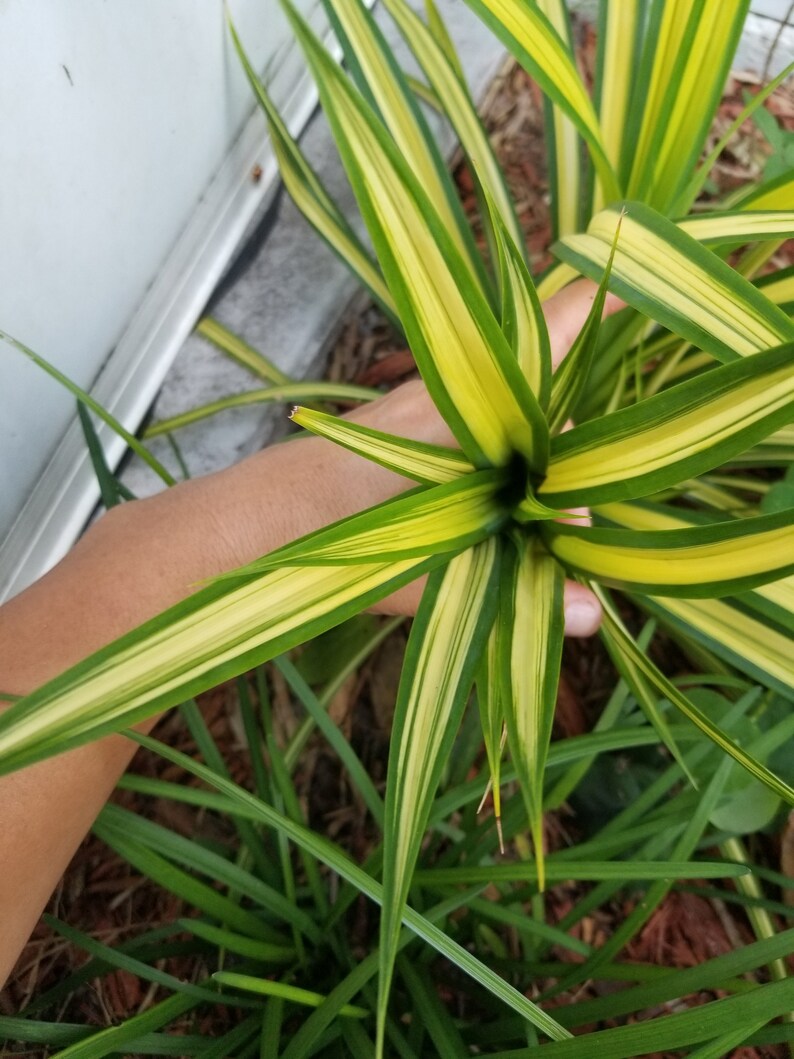 Variegated Dwarf Pandanus Plant Etsy