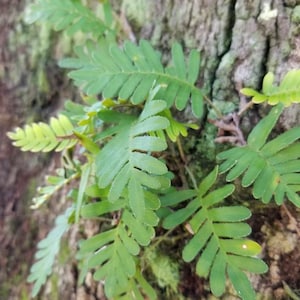 Resurrection Fern Pleopeltis polypodioides Terrarium Plant