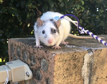Adjustable Rat Harness! Leash For Rats and Mice!